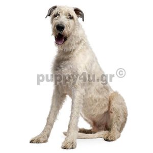 Ιρλανδικό Γουλφχάουντ |puppy4u.gr