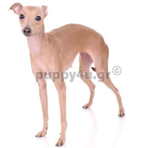 Ιταλικό Γκρεϊχαουντ | puppy4u.gr