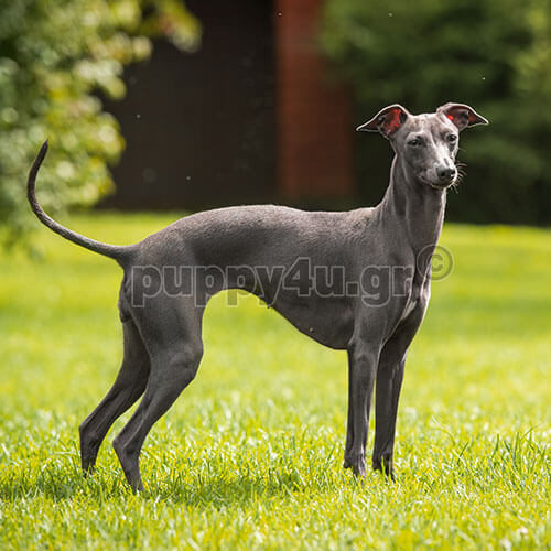 ΙΤΑΛΙΚΟ ΓΚΡΕΪΧΑΟΥΝΤ - Image 5