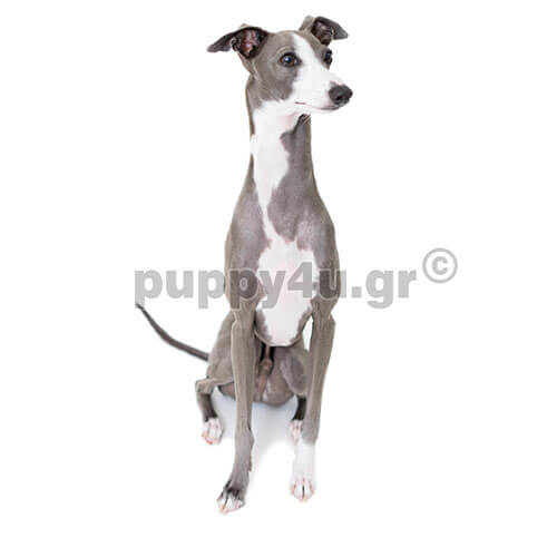 ΙΤΑΛΙΚΟ ΓΚΡΕΪΧΑΟΥΝΤ - Image 4