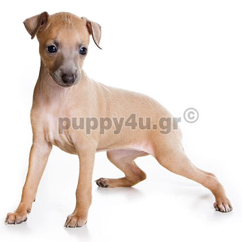 ΙΤΑΛΙΚΟ ΓΚΡΕΪΧΑΟΥΝΤ - Image 2