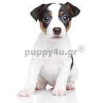 Tζάκ Ράσελ | puppy4u.gr
