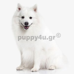 Ιαπωνέζικο Σπίτζ | puppy4u.gr