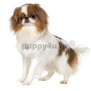 Ιαπωνέζικο Τσίν | puppy4u.gr