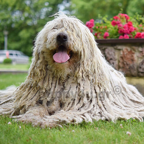 komondor dog