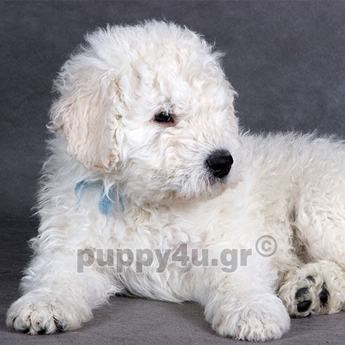 komondor puppy
