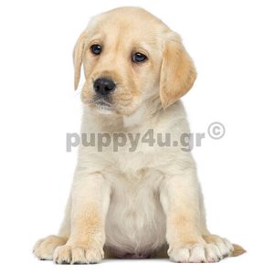 Λαμπραντόρ | puppy4u.gr