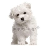 Μαλτέζ | puppy4u.gr