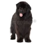 Νέας Γης | puppy4u.gr