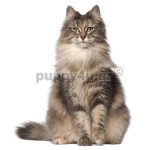 Γάτα Νορβηγικού δάσους | puppy4u.gr