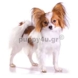 Παπιγίον | puppy4u.gr