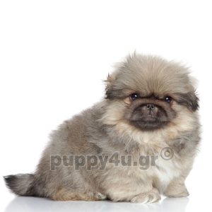 Πεκινουά | puppy4u.gr