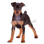 Μίνι Πίνσερ | puppy4u.gr