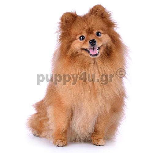 pomeranian dog
