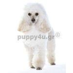 Κανίς Μίνι | puppy4u.gr