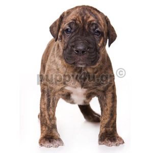 Πρέσα Κανάριο | puppy4u.gr