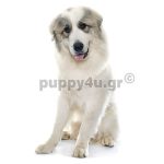 Πυρηναίων | puppy4u.gr