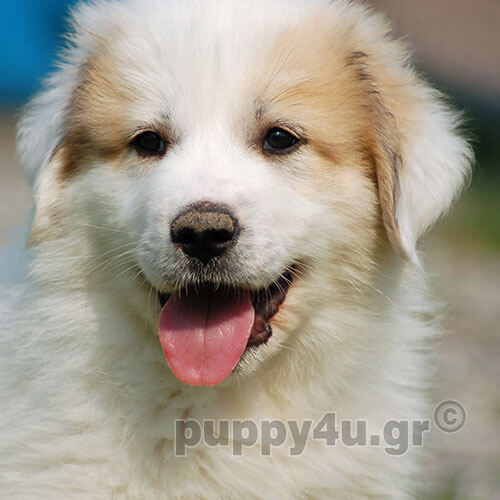 pyrenean mountain dog