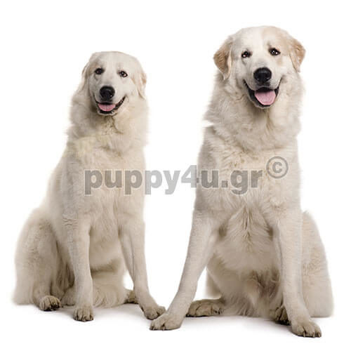pyrenean mountain dogs