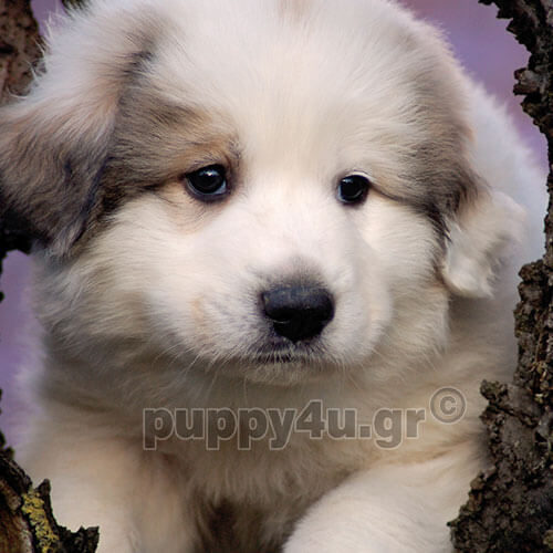pyrenean mountain puppy