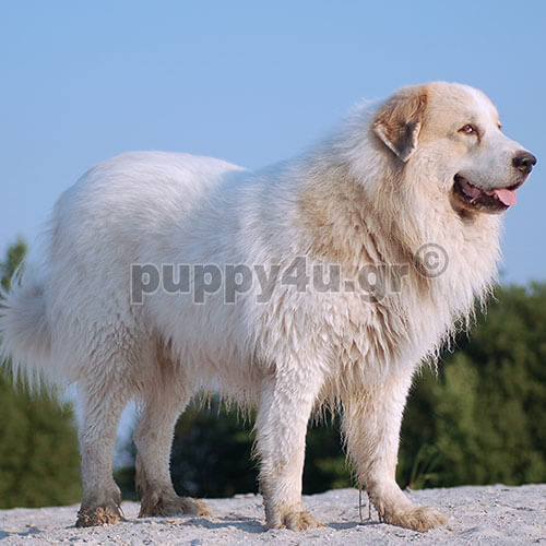 pyrenean mountain white