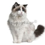 Γάτα Ράγκντολ | puppy4u.gr