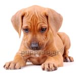 Ροδεσιανό Ριτσμπακ | puppy4u.gr