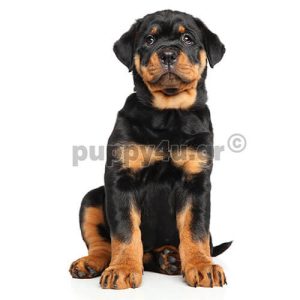 Ροτβάιλερ | puppy4u.gr