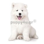 Σάμογιεντ | puppy4u.gr