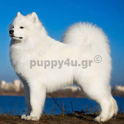samoyed dog