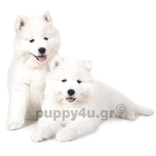 samoyed puppies