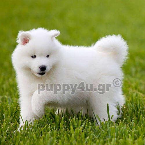 samoyed puppy