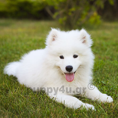 samoyed white