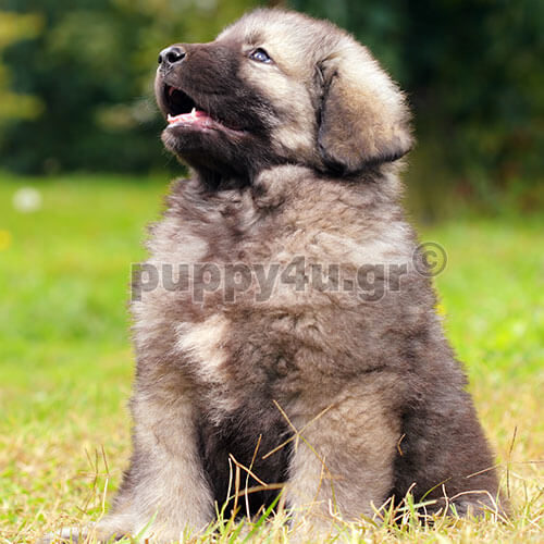 ΣΑΡΠΛΑΝΙΝΑΤΣ - Image 2