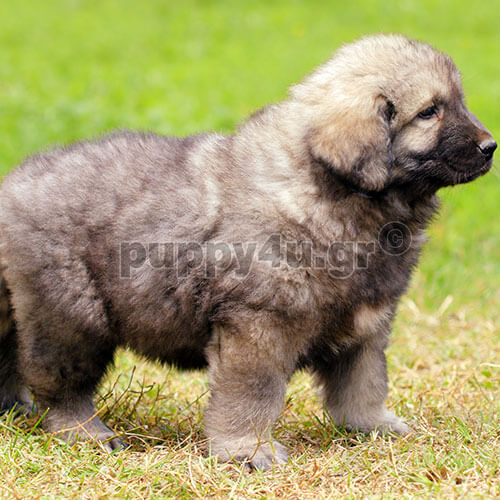 ΣΑΡΠΛΑΝΙΝΑΤΣ - Image 3