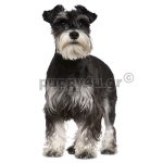 Μίνι Σνάουτσερ | puppy4u.gr