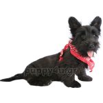 Σκωτσέζικο Τεριέ | puppy4u.gr