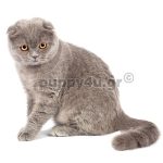 Γάτα Σιαμ | puppy4u.gr