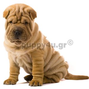 Σάρ Πεϊ | puppy4u.gr