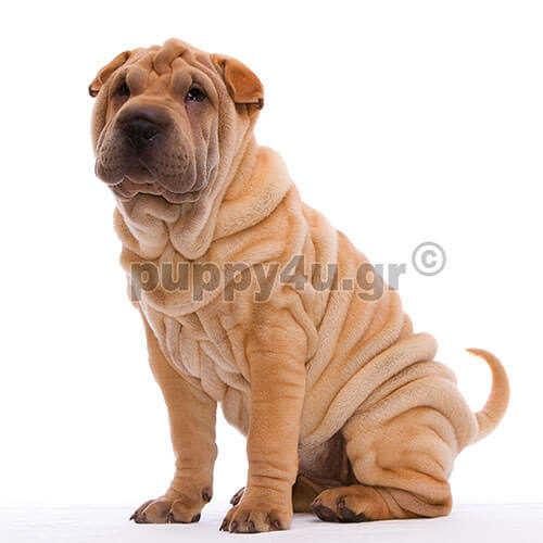 ΣΑΡ ΠΕΪ - Image 4