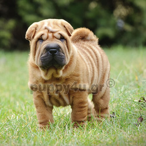 ΣΑΡ ΠΕΪ - Image 5