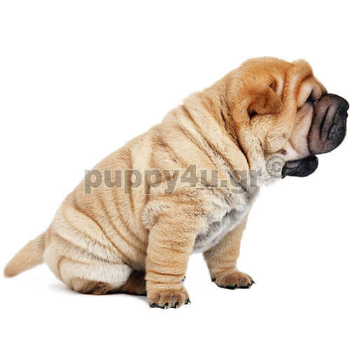 ΣΑΡ ΠΕΪ - Image 3