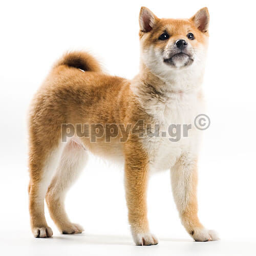 Σίμπα Ινου | Σκύλος συντροφιάς. Σίμπα Ινου | puppy4u.gr