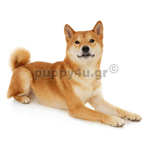 shiba inu dog