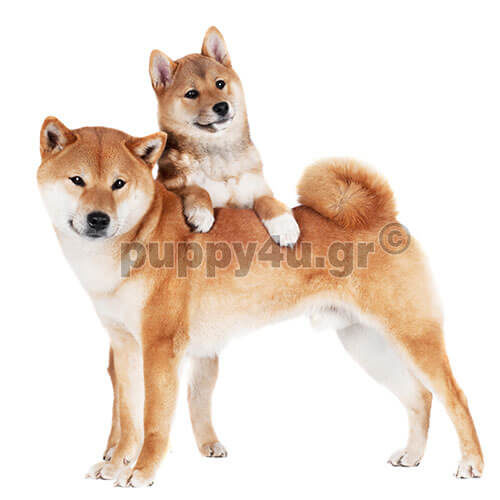 shiba inu dogs