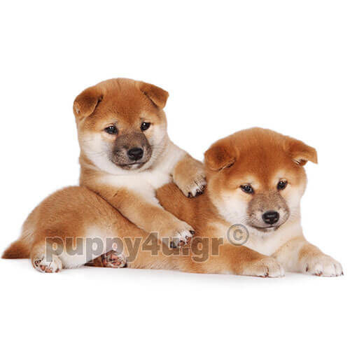 shiba inu puppies