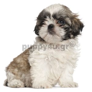 Σιχ Τσου | puppy4u.gr