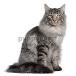 Γάτα Σιβηρίας | puppy4u.gr