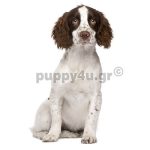 Σπρίνγκερ Σπάνιελ | puppy4u.gr