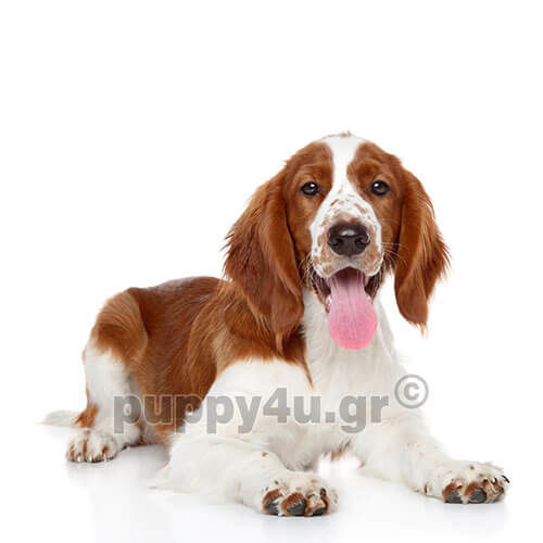 ΑΓΓΛΙΚΟ ΣΠΡΙΝΓΚΕΡ ΣΠΑΝΙΕΛ - Image 4